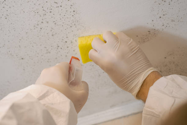 Livingston, MT Mold Inspection, Removal & Remediation Company